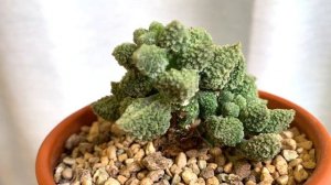 Адромискус марианны херрей грин (Adromischus marianiae herrei green)