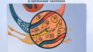 Движение крови, тканевой жидкости и лимфы в организме человека