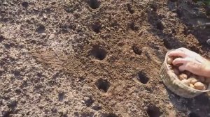 Самый простой способ вырастить грецкий орех из семян в открытом грунте