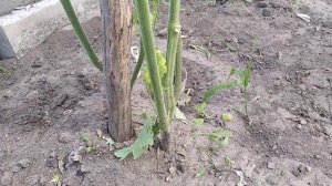 Сорт томата Де Барао Розовый / Теневыносливый и холодостойкий сорт помидор