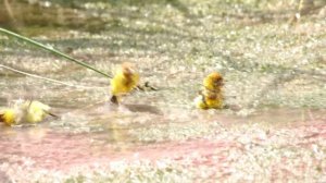 Желчная овсянка Emberiza bruniceps (Brandt, 1841)