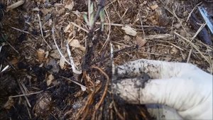 Посадка клематисов.   1 часть  Высаживаю два клематиса в одну посадочную яму.