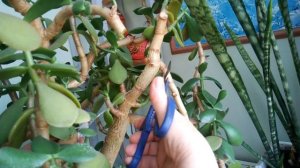Модная стрижка для толстянки. Денежное дерево - правильный уход. //Money tree-proper care.//