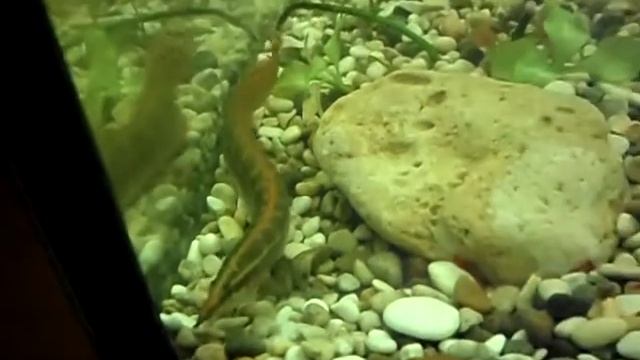 Вьюн смотреть онлайн