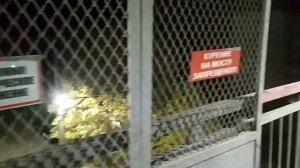 Горячий Ключ. Поезд №466 Имеретинский курорт - Астрахань, стоянка по станции Горячий Ключ