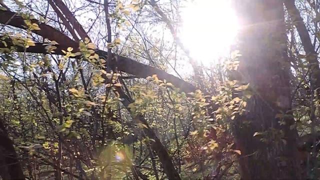 Тест Nikon Coolpix P520, суперзум — в лесу смотреть онлайн