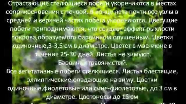 Многолетние цветы для сада Барвинок большой