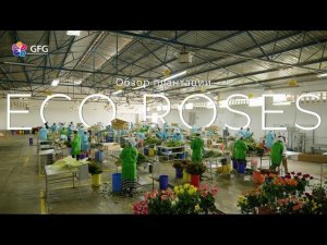 GFG | ECO Roses | Кения 2021 | Кенийские розы