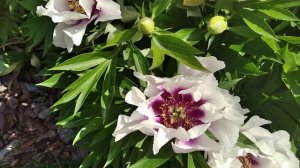 Пион Кора Луиза (Paeonia Itoh Cora Louise)
