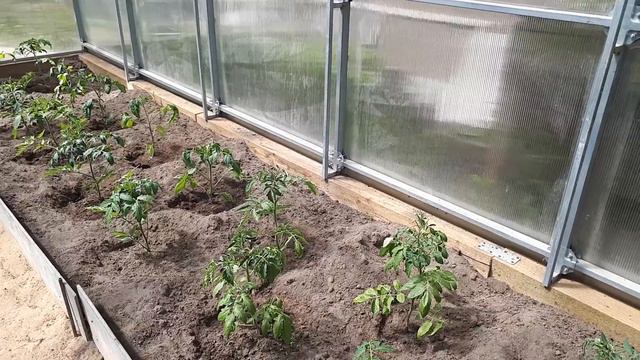 ТОМАТЫ В ТЕПЛИЦЕ 🍅🍅🍅 ЧТО МЫ ДЕЛАЕМ В ПЕРВУЮ ОЧЕРЕДЬ🌱🌱🌱 смотреть онлайн