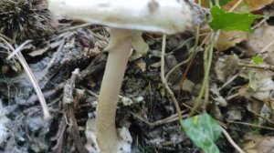 Бледная Поганка (Amanita phalloides) внешний вид и особенности