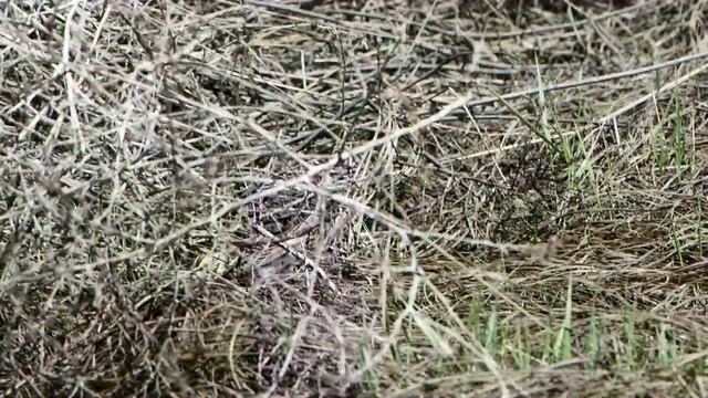 Baird's Sparrow смотреть онлайн