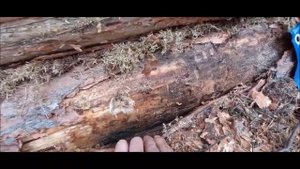О Саше Счастливом замолвите слово... или почему нужно шкурить бревно.