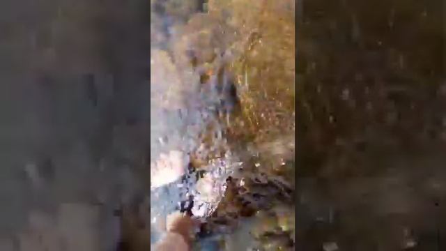Как сделать астрагу