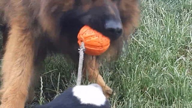 Поединок немецкой и бернской овчарки смотреть онлайн