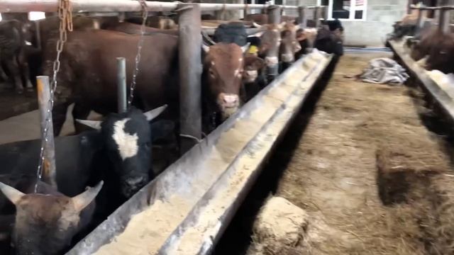 Как Перейти на Интенсивный Откорм￼￼ смотреть онлайн