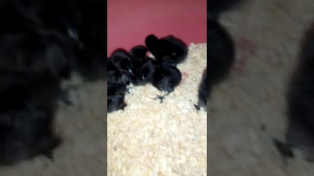 Ayam Cemani chicks Cargo deliver June 25, 2021 смотреть онлайн