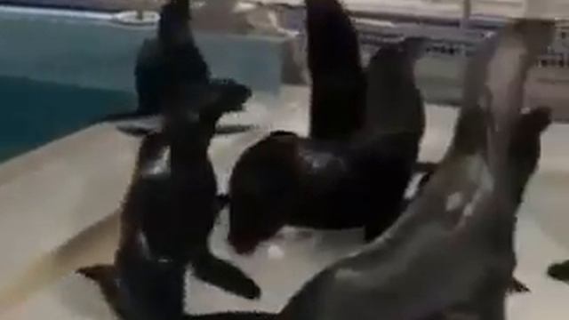 Видео спасенных морских котиков из Флиппера смотреть онлайн