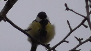 Весеннее движение птиц. Spring movement of birds .