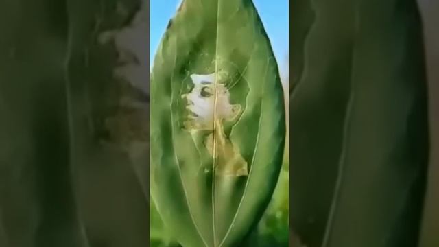 Волшебная песня