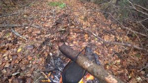 Осенний сбор чаги. Немного металлокопа. Следы медведя. Берлога медведя.