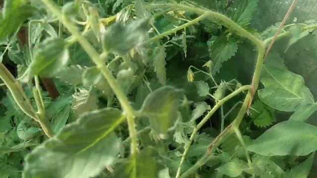 Формирование запущенных кустов томатов (пошагово). Подкормим, убережем от фитофторы.