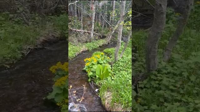 Речка между мысом Птичий и мысом Великан на Сахалине