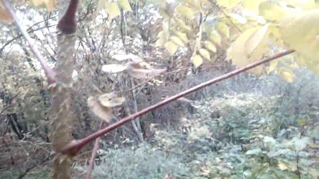 Заметки из Китая 06.10.2017. аралия дальневосточная смотреть онлайн