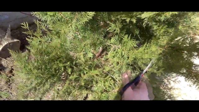 ОБРЕЗКА ТУИ на второй год / ПЫШНАЯ ТУЯ / ОБРЕЗКА 2018 смотреть онлайн