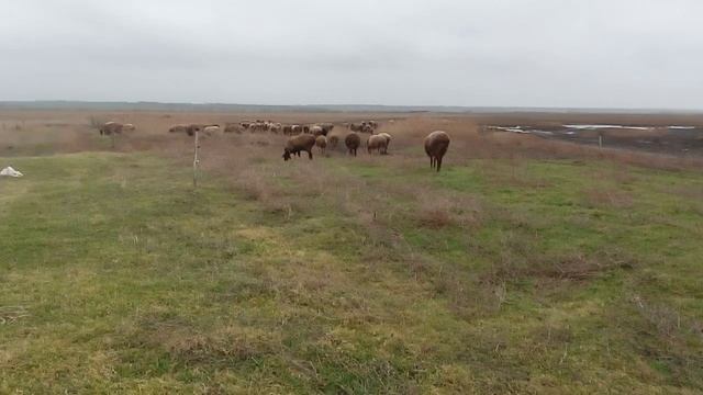 Разведение овец| Мясная порода овец| Кормление и содержание овец в домашних условиях. смотреть онлайн