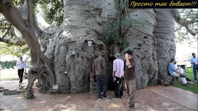С виду это обычное дерево, но ты никогда не догадаешься, что спрятано внутри! смотреть онлайн