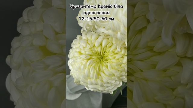 Хризантема Креміс одноголова Харків.#Rozyopt#квіти#хризантема#флорист#кімнатнірослини#букет