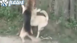 Pitbull attacks the wrong dog (Kangal) and pays the price!!!