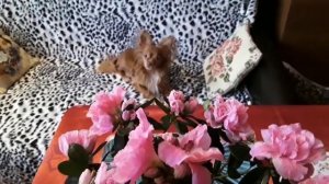 Обрезка или спасение азалии.