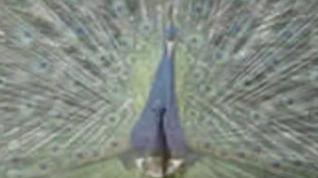 для чего животным хвост смотреть онлайн