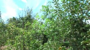 КОНЦЕНТРИРОВАННЫЙ САД С.М. КЛАДОВИКОВА, ВАРЕНИКОВСКАЯ, ИЮЛЬ 2022