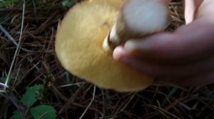 i Сосновый лес грибы маслята Pine forest  mushrooms boletus 20201019