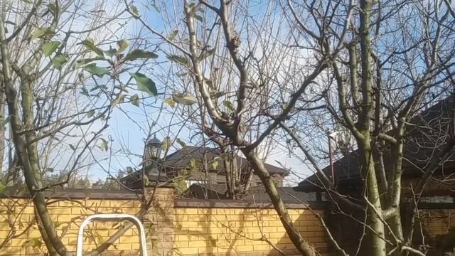 Обрезка плодовых деревьев (близкая посадка)