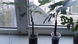 выращивание инжира на балконе 2