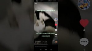 Русский охотничий спаниель моем после прогулки