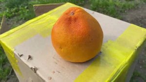 Свора собак (Alfa булки и щенок doberman 350) на выгуле.