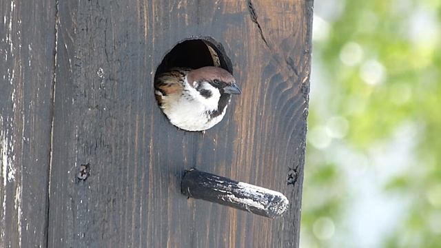 Полевой воробей заселился в скворечник. С новосельем! смотреть онлайн
