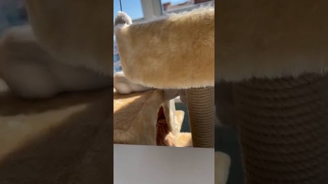 Разборки Анфиски и Дэника 🫣🙀