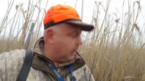 Охота в камыше на кабана