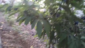 Труженица сорт жимолости на 2:06:2023г.