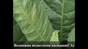 Пожелтение нижних листьев табака.