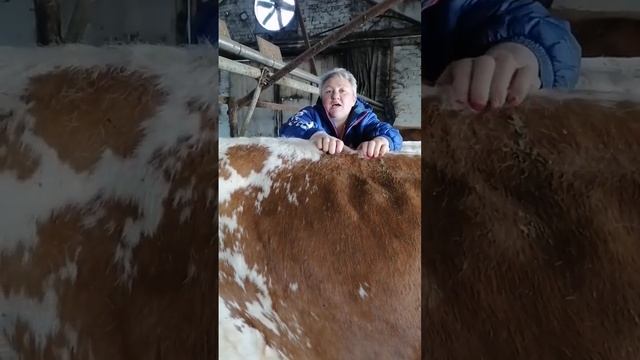 Советы ветеринара. Как проверить есть ли внутри коровы металл? Ветеринария. Сельское хозяйство. КРС