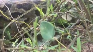 Monkey vs Python Snake real fight!