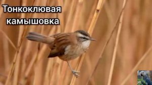 Настоящие камышовки, или камышевки (виды)