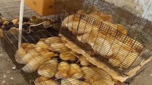 Утки Бройлерные белые Выращивание